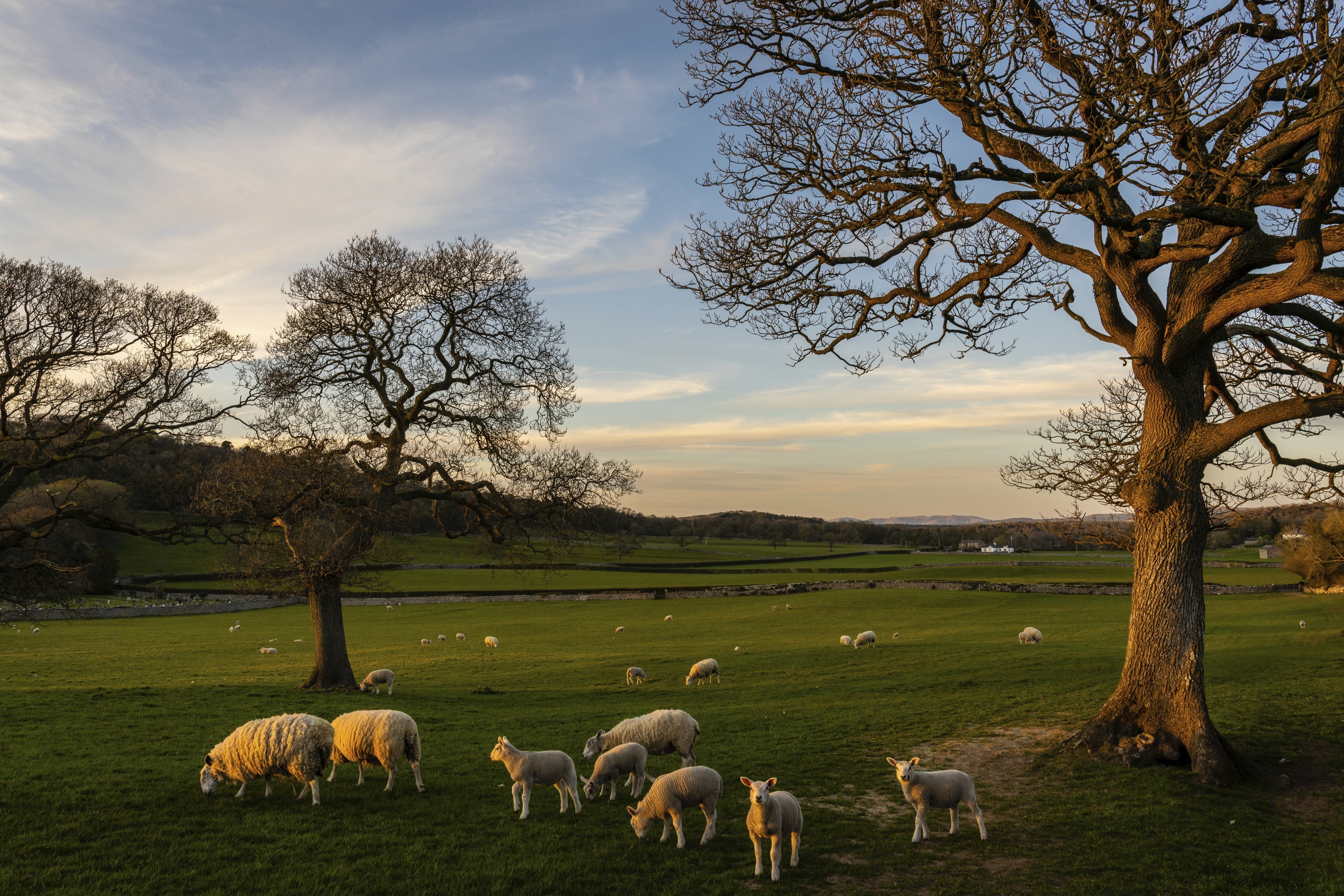 Revolutionising Livestock Farming: Top IoT Gadgets Enhancing Herd Management